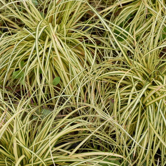 Laîche doshima evergold - carex oshimensis evergold 10/15 cm godet 9cm
