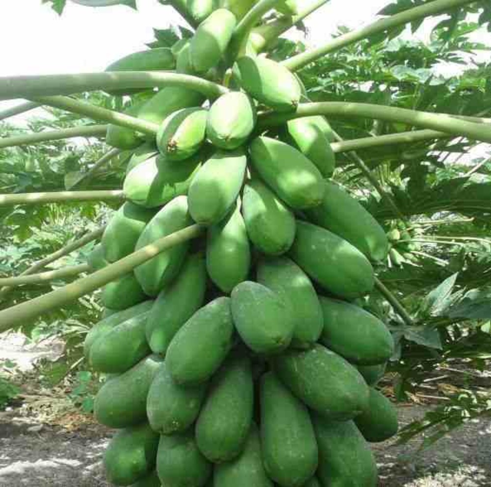 Papayer : carica papaya var. Intenzza pot de 7 litres ? 60/80 cm