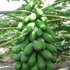 Papayer   carica papaya var. Intenzza taille pot de 7 litres ? 60/80 cm -   rouge