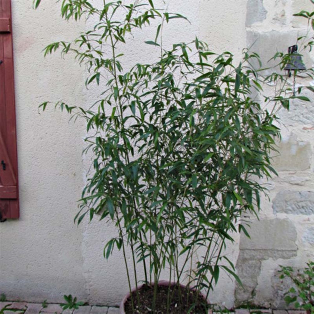 Phyllostachys rubromarginata pot de 4l/5l