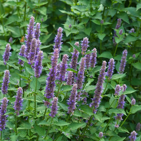 Agastache à odeur d'anis, hysope anisée le sachet de 200 graines environ (0,1g)