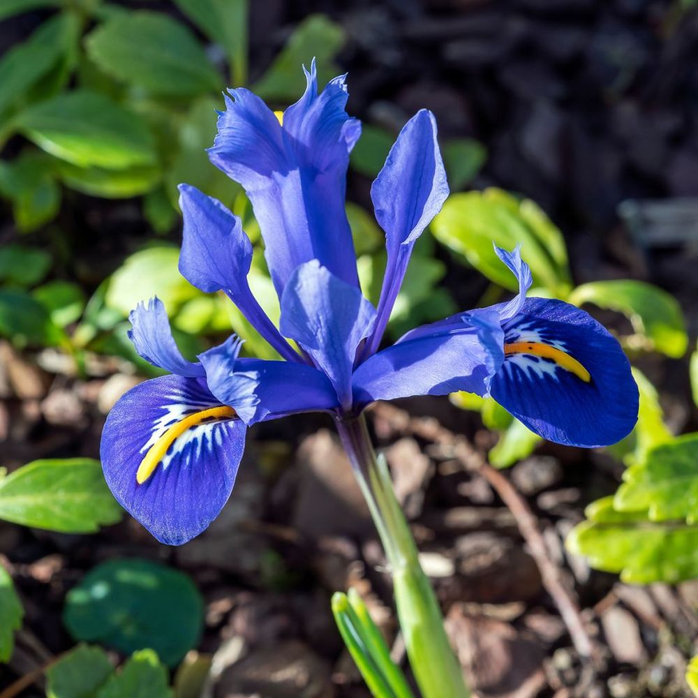 Iris reticulé 'harmony' bulbe calibre 6+ (par 30)