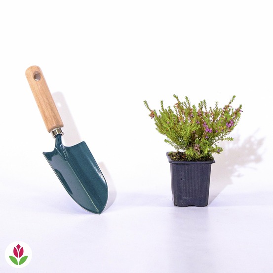 Bruyère d'hiver mary helen - le pot / 8cm / hauteur livrée environ 10cm