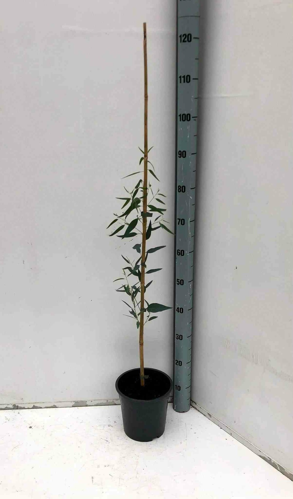 Eucalyptus camadulensis pot de 4l-100/120cm