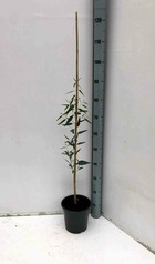 Eucalyptus camadulensis   blanc - taille pot de 4l-100/120cm