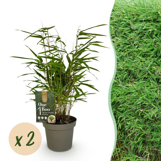 Bambou fargesia rufa - lot de 2 - pot 14 cm - hauteur 35 cm - plante d'extérieur