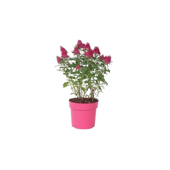 Arbre à papillons - buddleja davidii 'candy' - hauteur 30-40cm - ⌀19cm