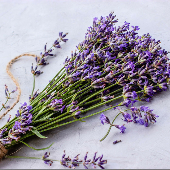 Plant lavande vraie premium en pot 1,5l