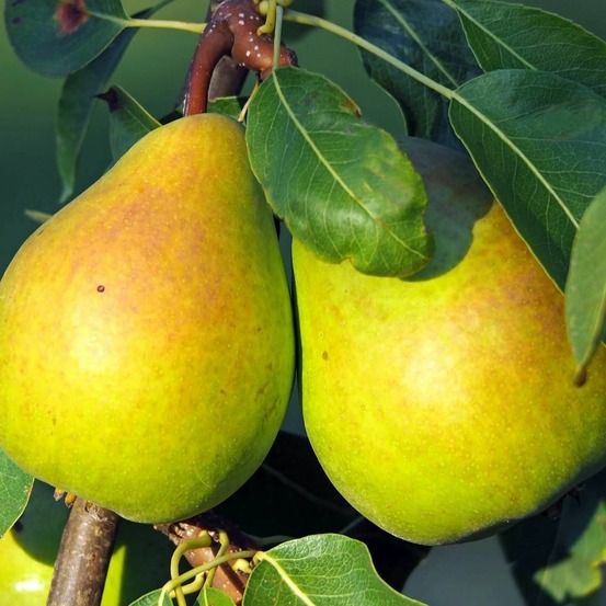 Poirier colonnaire londres® pot de 7,5l - 80/100 cm