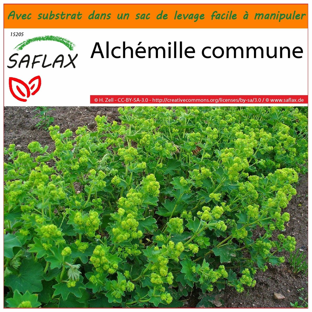 Garden in the bag - alchémille commune - 100 graines - alchemilla vulgaris