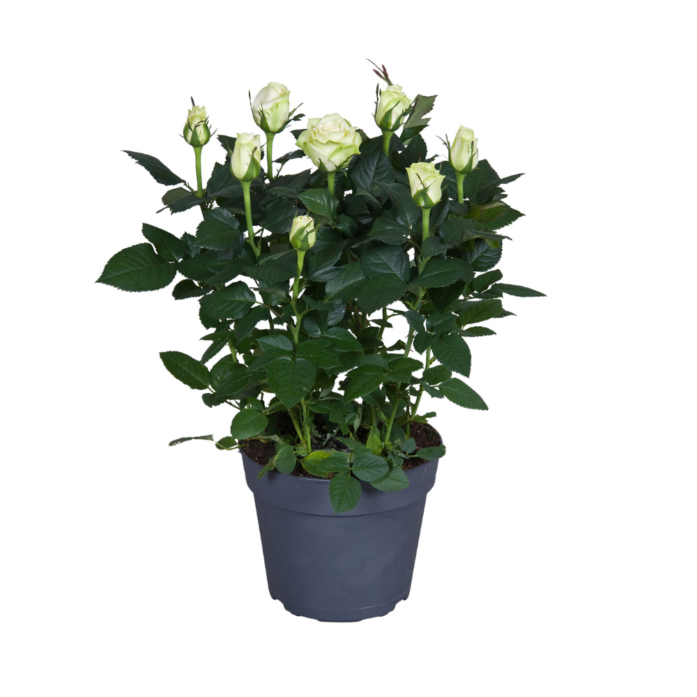 Rosa blanc - h45 cm - ø17 cm