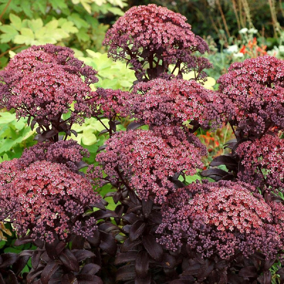 Orpin dark magic®, sedum godet - 5/20 cm