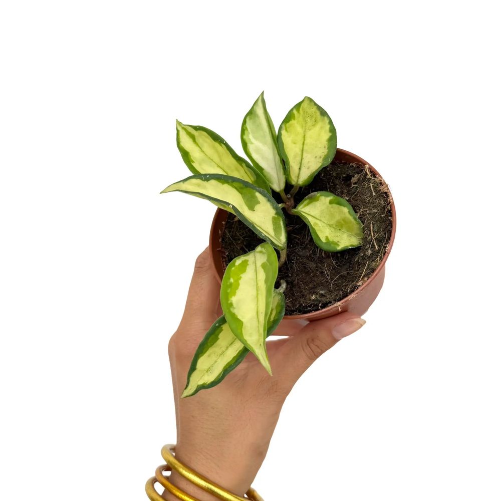 Hoya carnosa krimson princess - pot de 9cm - plantes d'intérieur