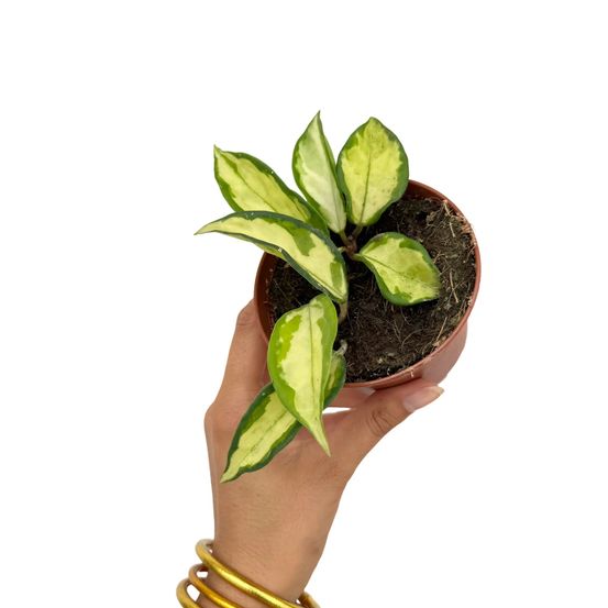 Hoya carnosa krimson princess - pot de 9cm - plantes d'intérieur