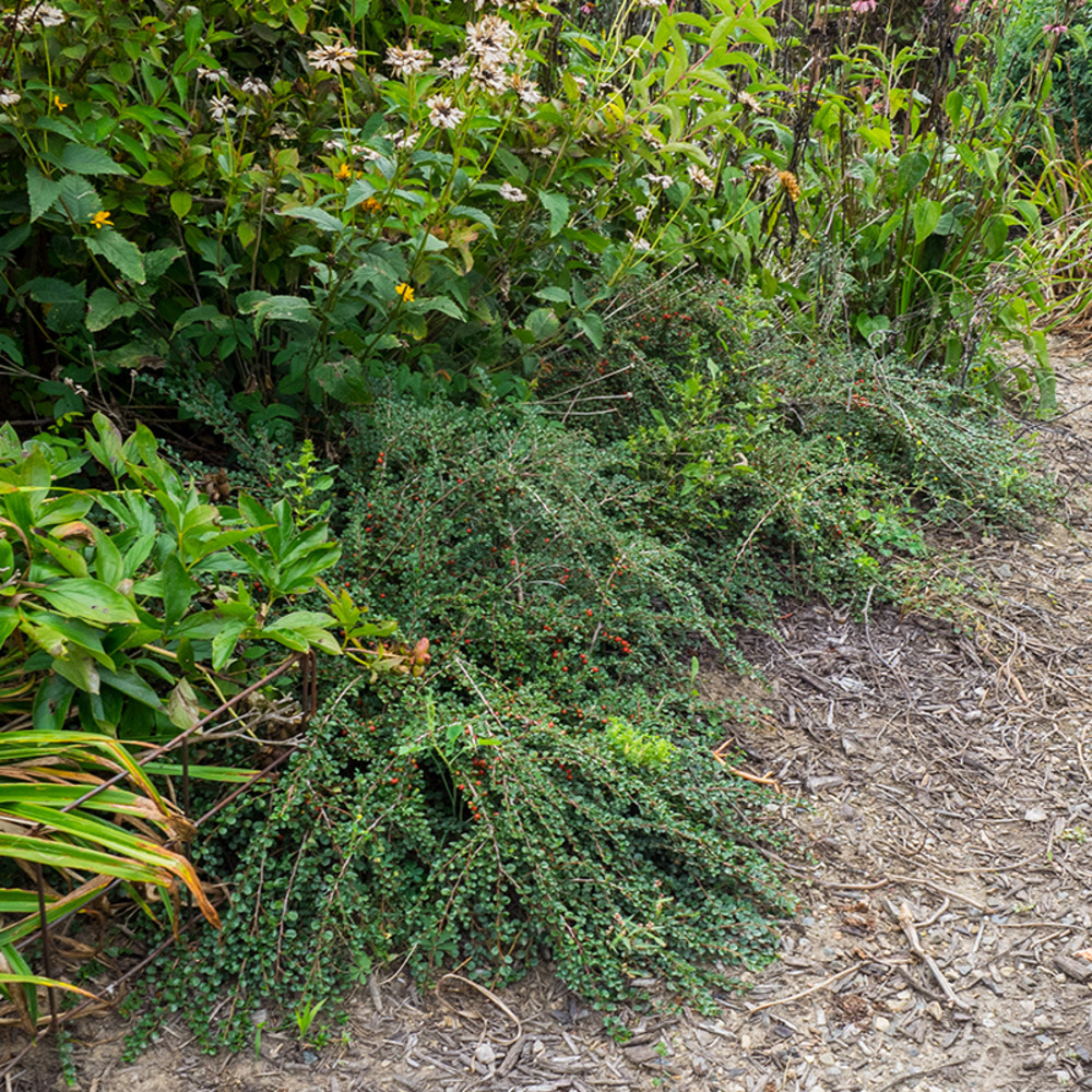 Cotoneaster praecox 'boer' pot de 7,5l/10l, tige, tige de 80