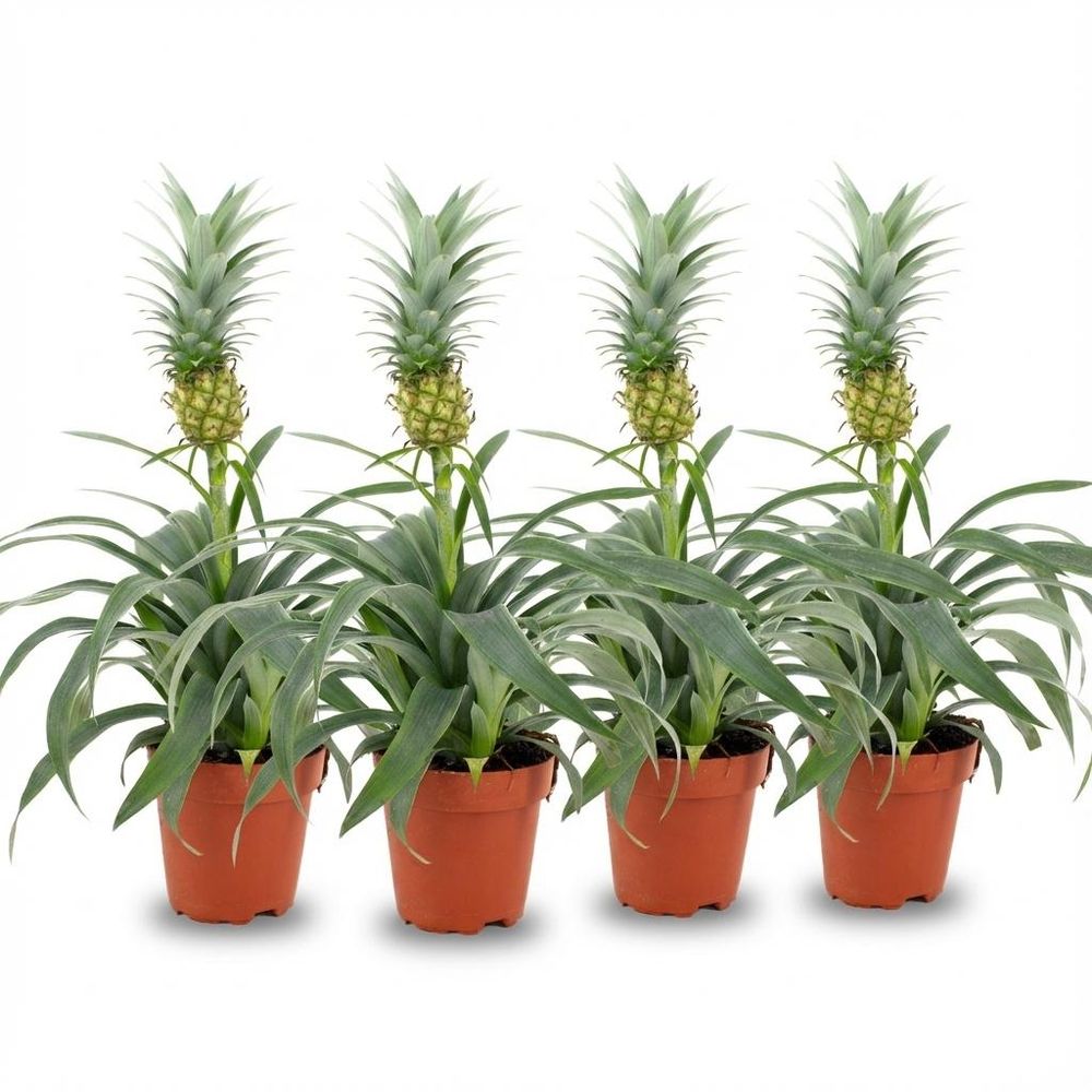 Ananas mi amigo - lot de 4 - ø12cm - ↕40cm - plante d’intérieur