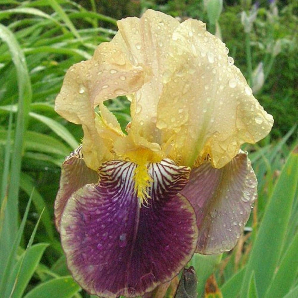 Iris des jardins nibelungen godet - 5/20 cm