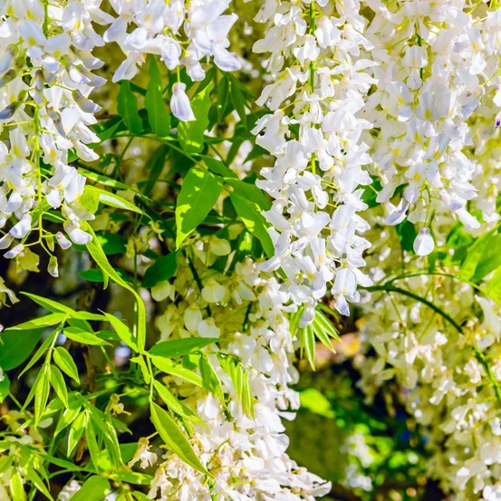 Glycine du Japon 'Alba' (Wisteria Floribun…