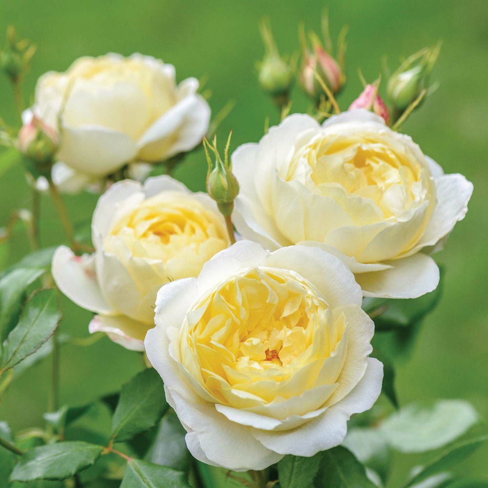 Rosier anglais 'vanessa bell ' pot de 4l/5l