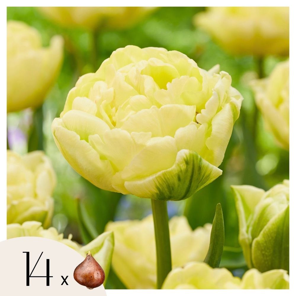 Tulipe - set de 14 - tulipa 'avant garde' - bulbes à fleurs - jaune
