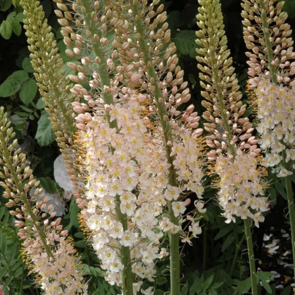 Eremurus robustus bulbe calibre i