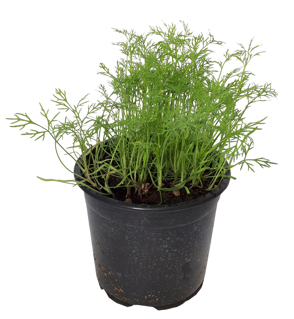 Aneth pot 14cm | Truffaut