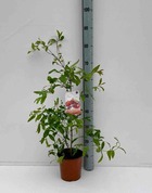 Punica granatum (grenadier à fruits)   rouge - taille pot de 17 litres ? 160/180 cm