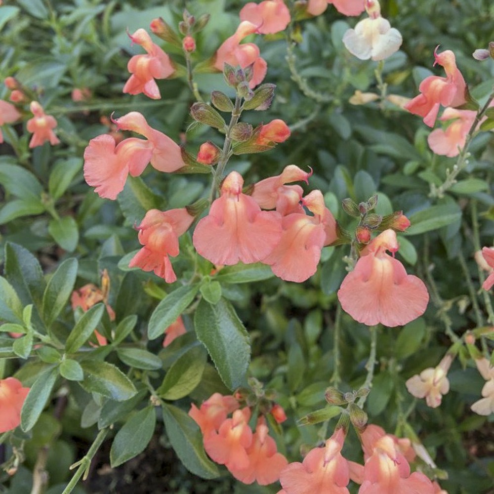 Sauge 'california sunset ' godet de 8/9 cm