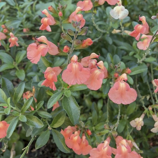 Sauge 'california sunset ' godet de 8/9 cm