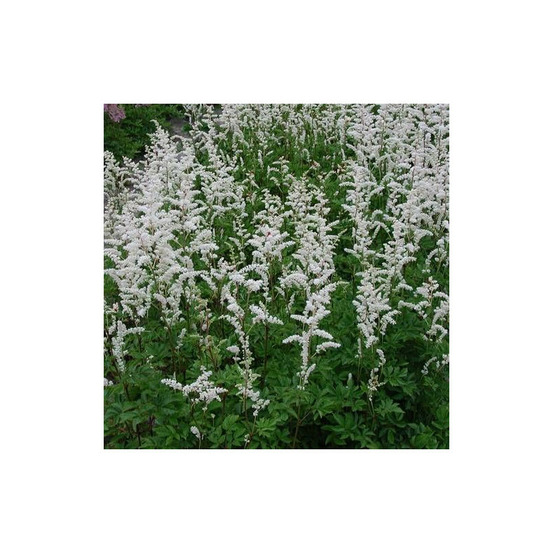 Astilbe d'arends mont blanc lot de 5 godets