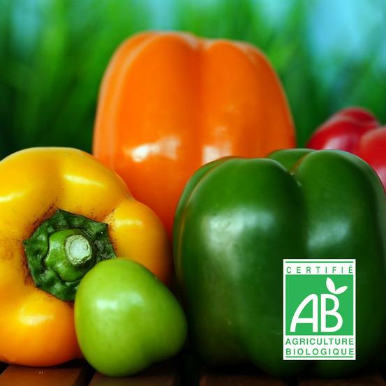 Graines de poivron en mélange de couleur - sans traitement - vilmorin sachet