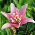 3 lis asiatique à fleurs doubles elodie - 14 - willemse, le sachet de 3 bulbes / circonférence 12-14cm