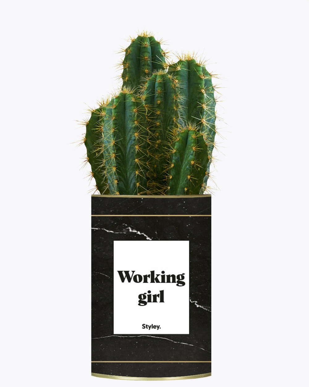 Plante à message - working girl - cactus