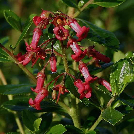2 x escallonia rubra 'crimson spire' - escallonia rubra 'crimson spire' - 40-50 cm pot