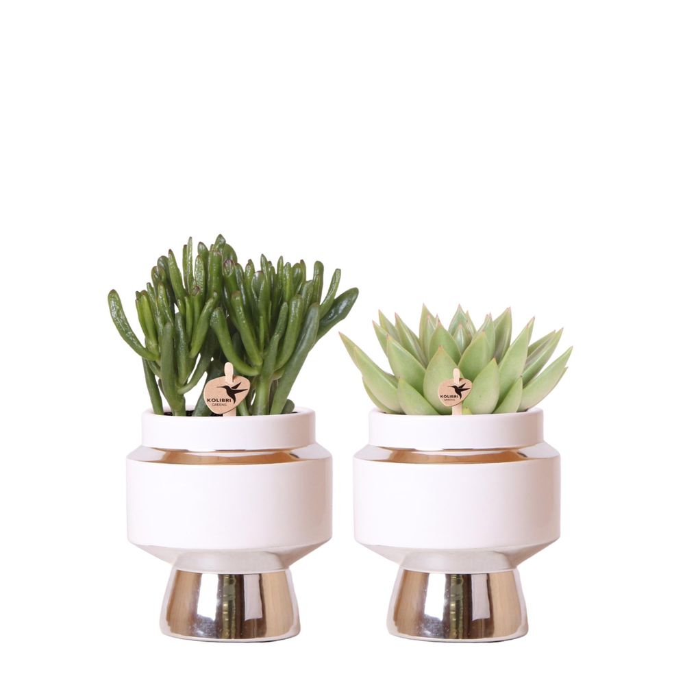 Verts colibri | lot de 2 plantes rhipsalis en pots décoratifs argentés le chic - pot céramique taille 9cm - plantes d'intérieur