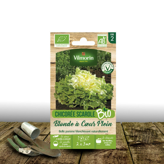 Graines de chicorée scarole ronde verte à cœur plein - vilmorin sachet