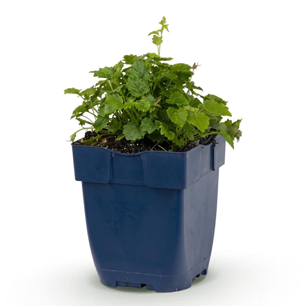 Campanule 'lisduggan variety' - pot 11 cm - hauteur 25 cm