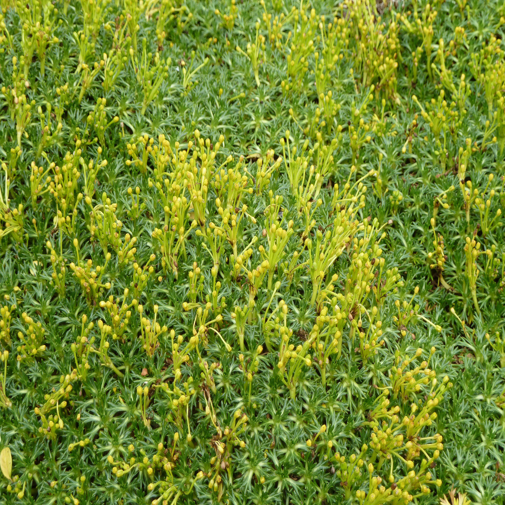 Azorelle godet de 8/9 cm