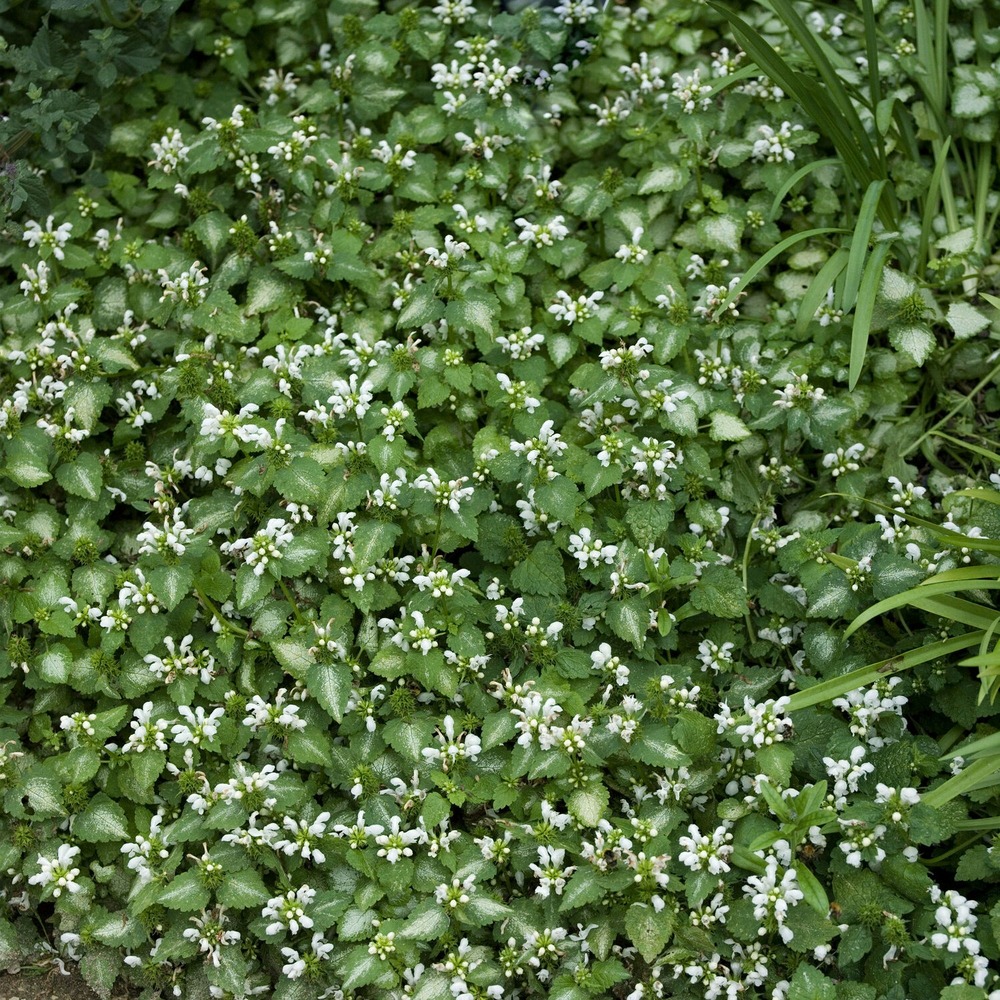 Lamier maculé album - le pot / ø 9cm, vendu par lot de 2