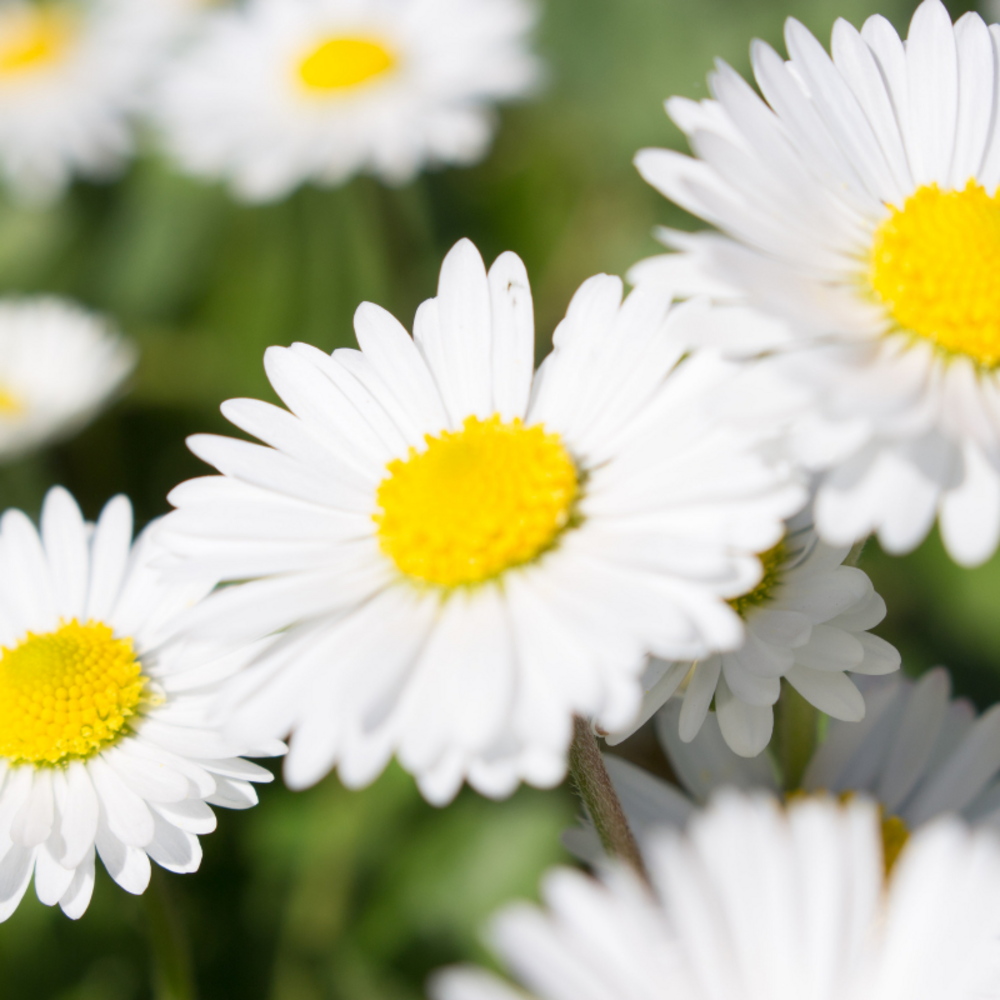 Plant camomille pot 1l