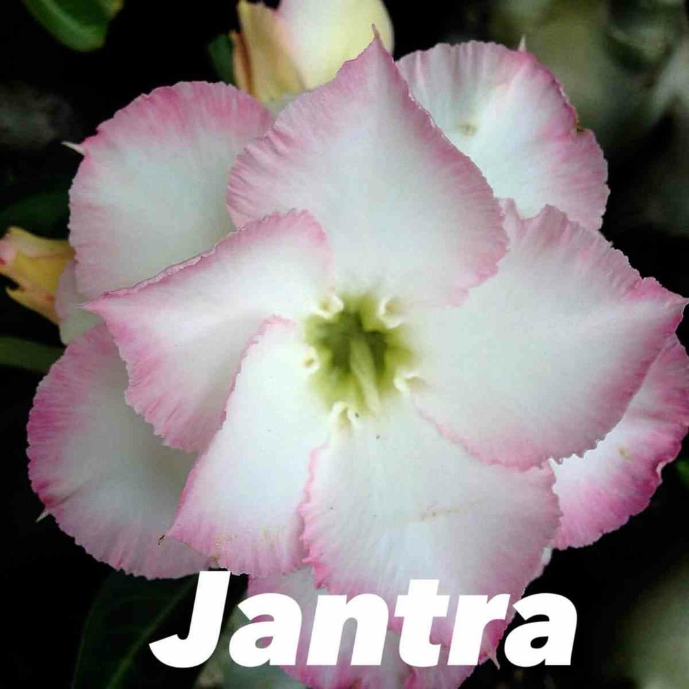 Adenium obesum cv.jantra couleur floraison:blanc et rose - caudex d'environ 150g