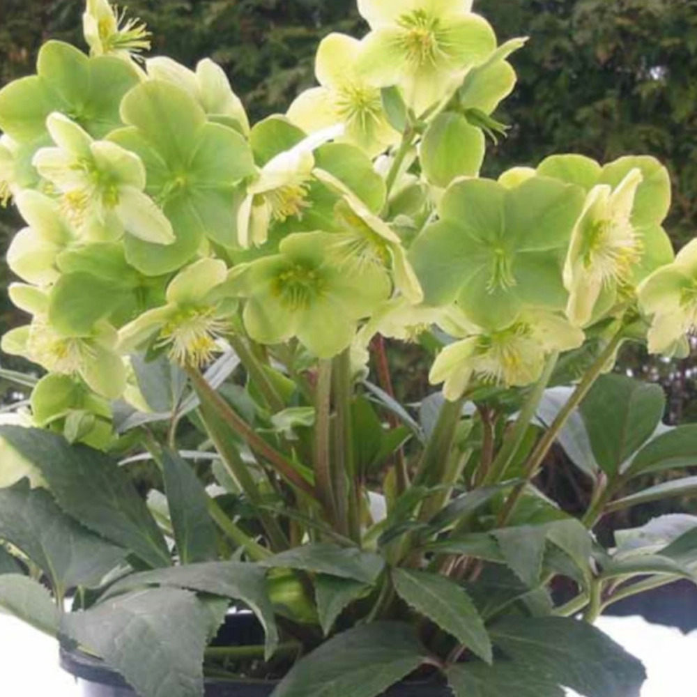 Hellébore snow love godet - 5/20 cm