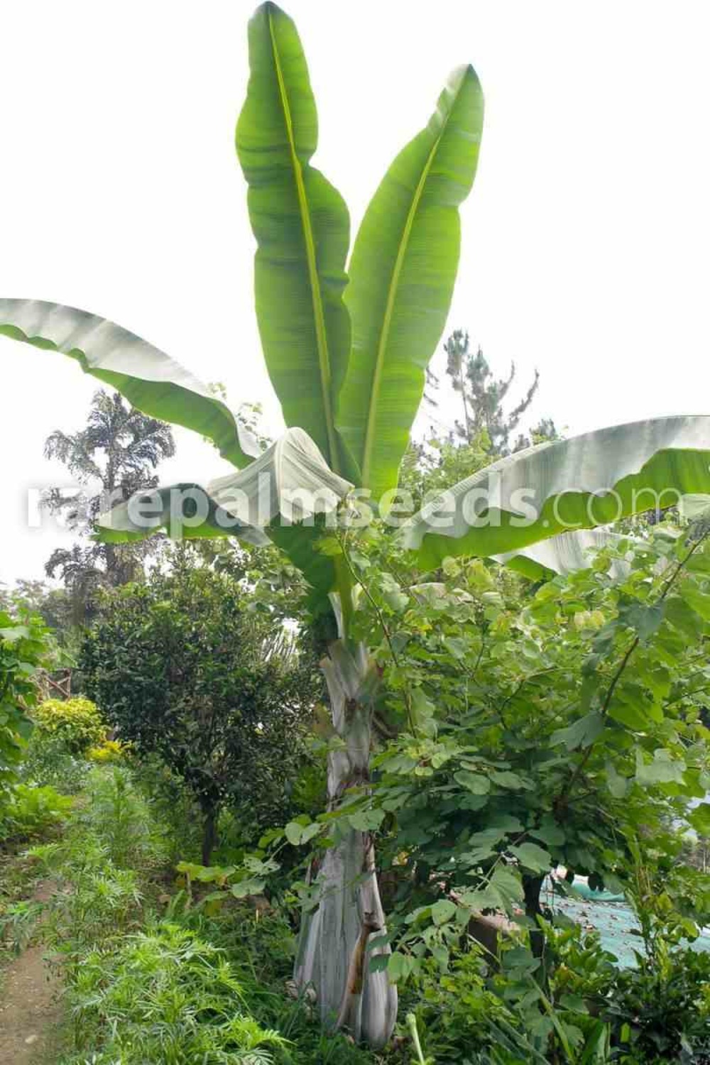 Ensete glaucum (bananier des neiges) pot de 2 litres - 20/40 cm