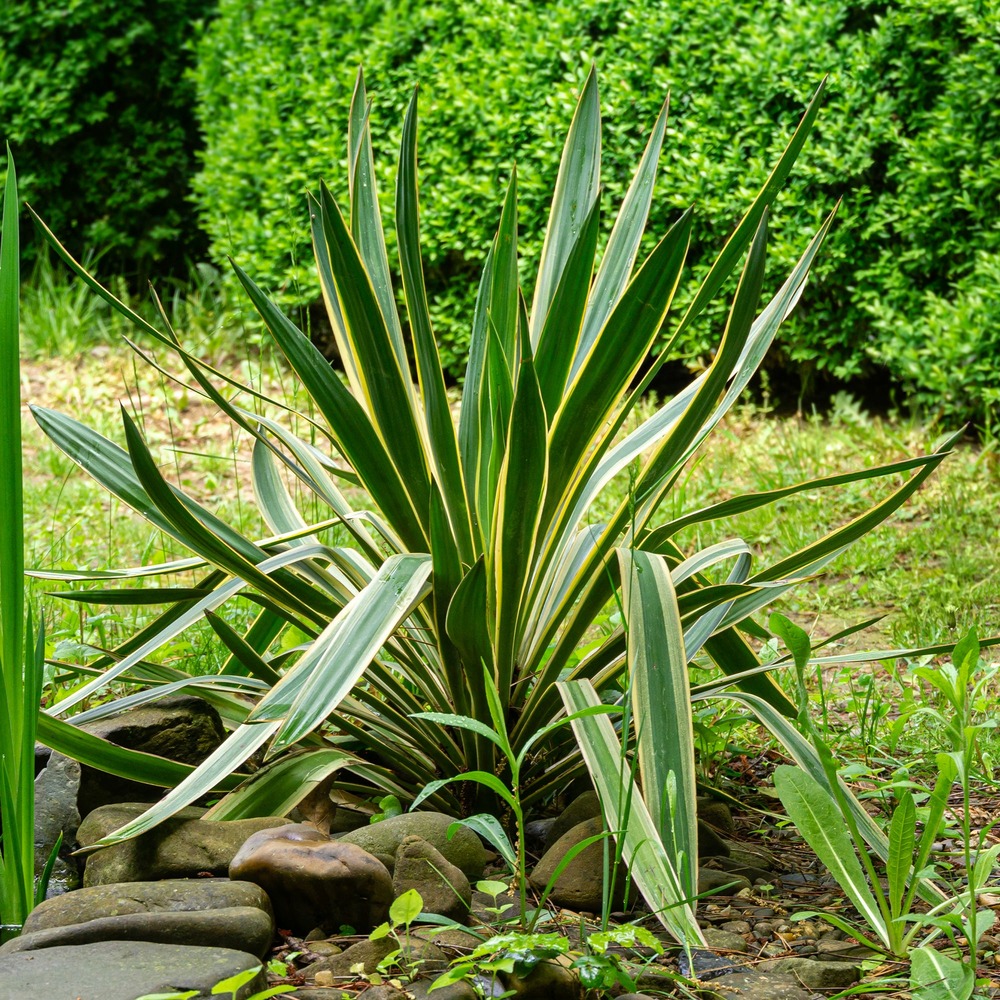 Yucca gloriosa variegata - le pot / ø 11cm