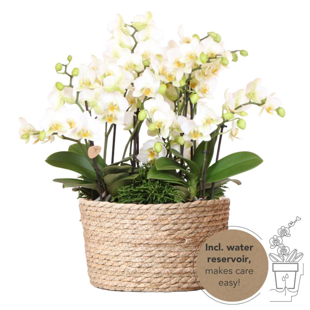 Plante d'intérieur - set de 3 orchidées blanches et 3 rhipsalis dans un panier en roseau avec réservoir d'eau 35cm