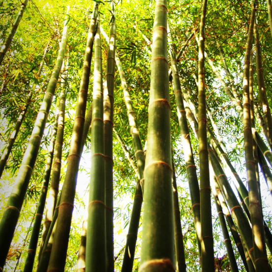 Bambou fargesia jiuzhaigou 60/80cm