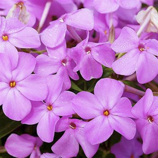 Phlox nain 'forever pink' godet de 8/9 cm
