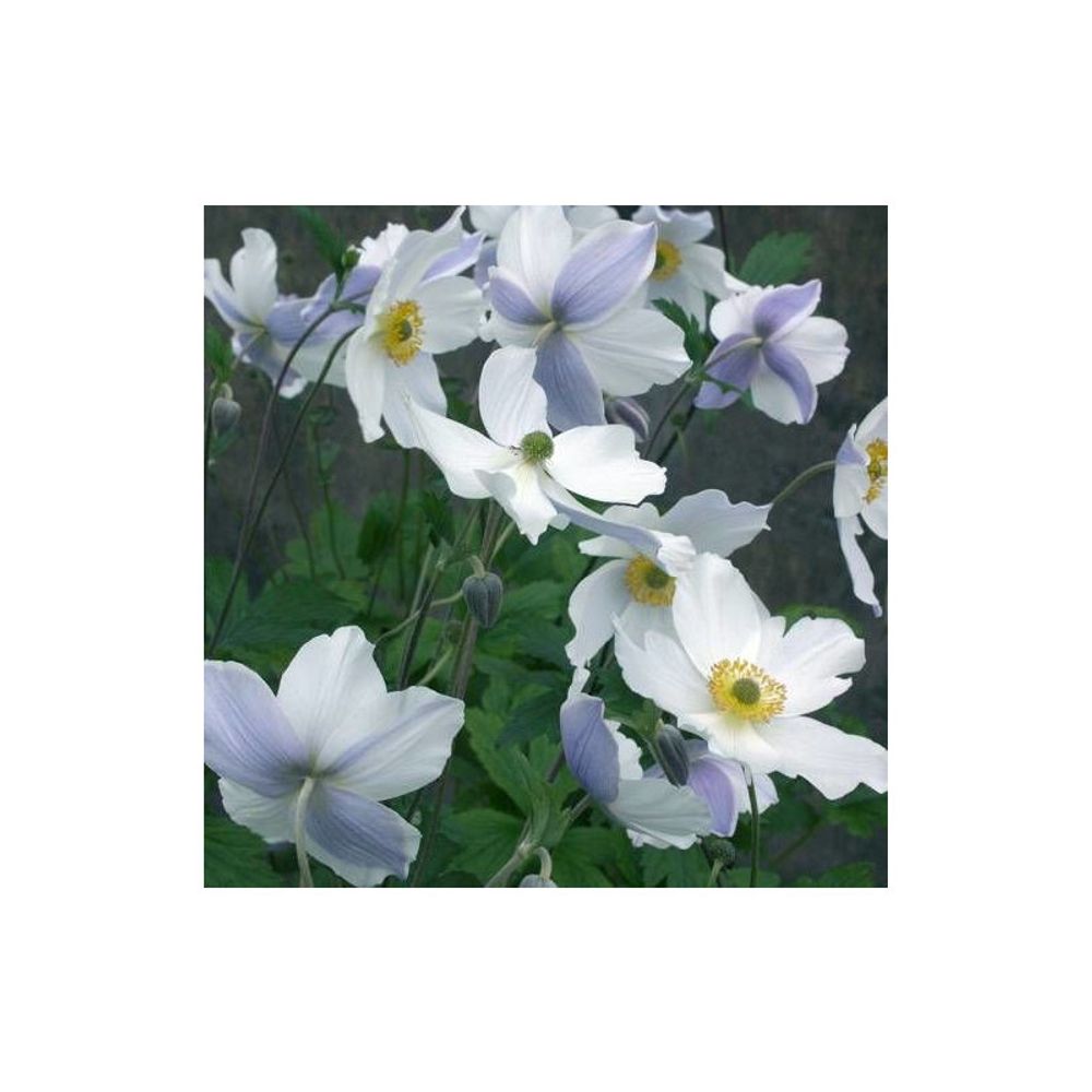 Anémone du japon wild swan® lot de 5 godets