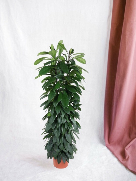 Ficus cyatistipula - 150 cm - ø29 150cm - plante d'intérieur