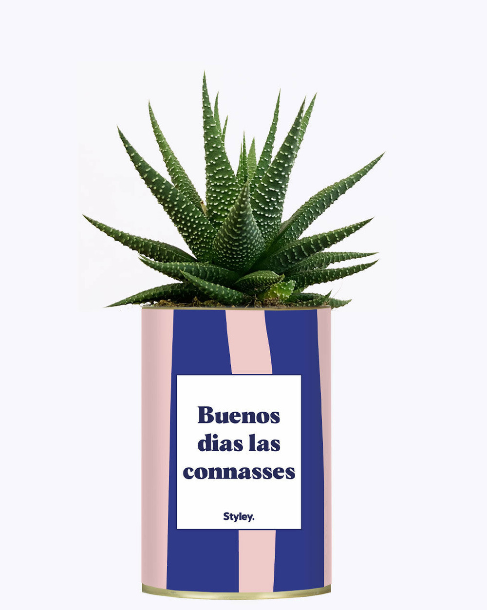 Plante à message - buenos dias las connasses - cactus